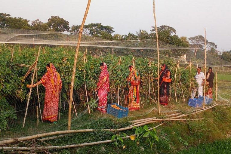 Gopalganj農家はトマト栽培から利益を得る