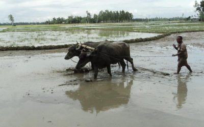 ボグラで行われているボロ稲移植作業