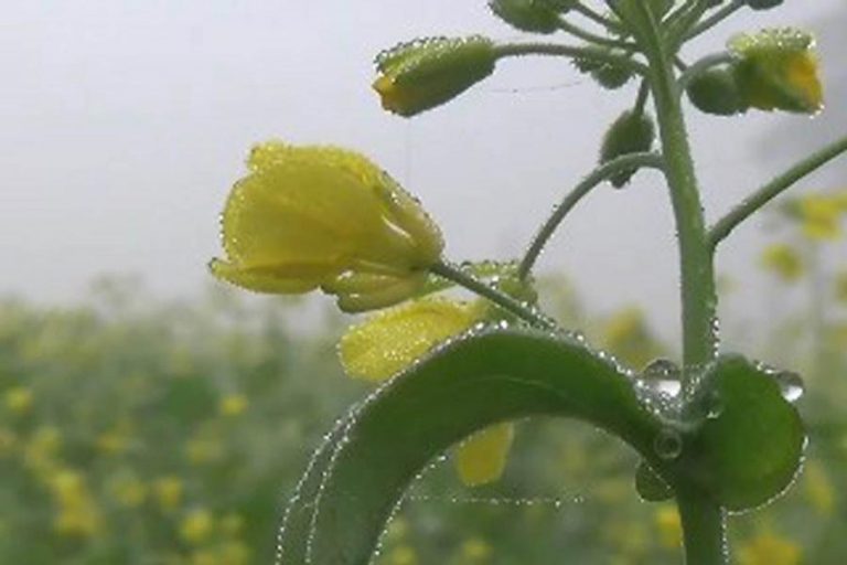 輝く植物の露