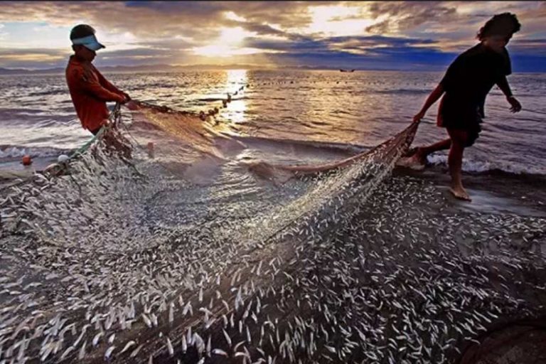 ベンガル湾に475種の魚