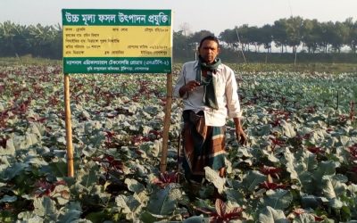 Gopalganj農家はブロッコリー栽培から利益を得る