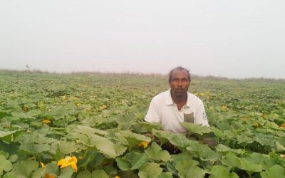 シレット地区の110万ヘクタールの野菜栽培