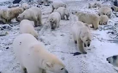 ホッキョクグマがロシアの町の人口密集地域に侵入