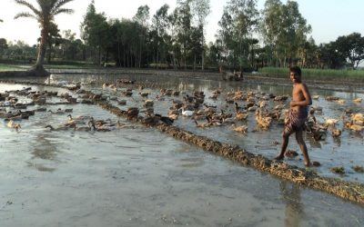 ボグラで飼育するアヒルに貧しい農民の多くが連れて行く