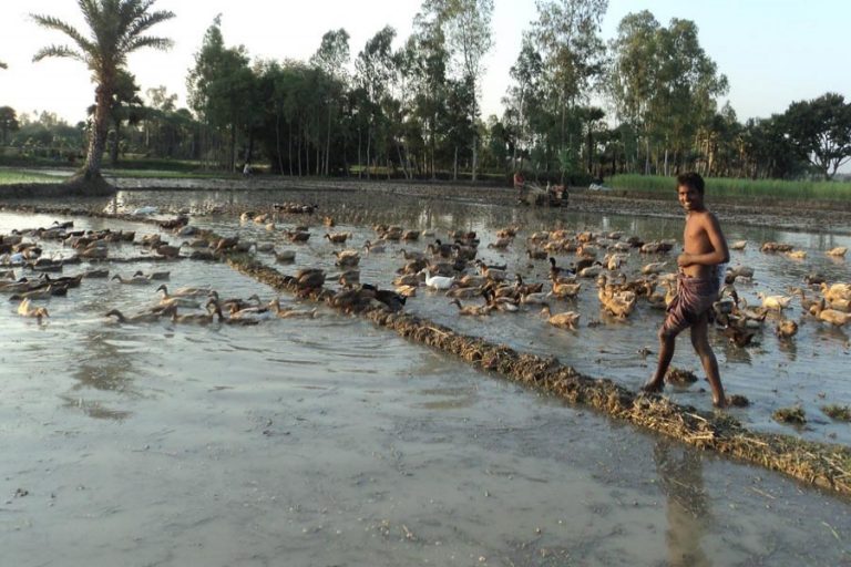 ボグラで飼育するアヒルに貧しい農民の多くが連れて行く