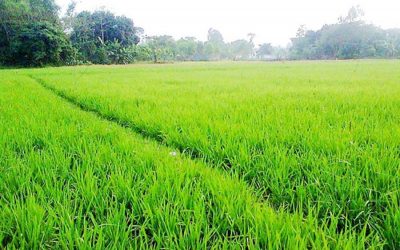 Naogaon地区Narsingdiでボロ農業が目標を上回る