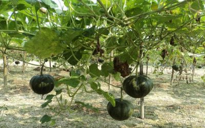 十分なかぼちゃ生産量がJoypurhatの農民を喜ばせます