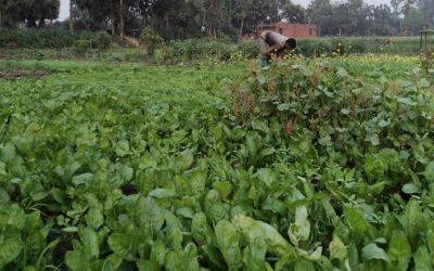 冬の野菜栽培はBoguraの限界農民にとって恩恵をもたらす