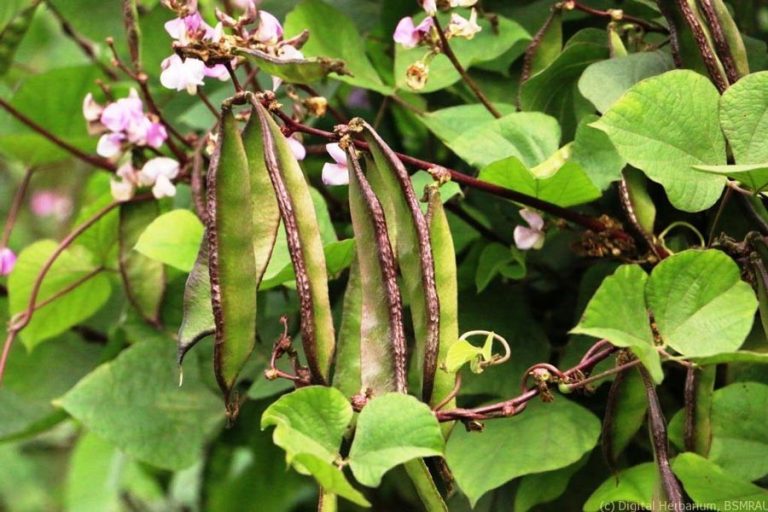 マグラの農民の運命を変える豆の栽培