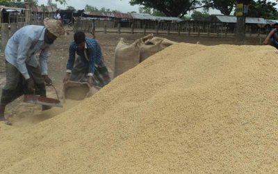 T-Amanの農家が米価格の下落に動揺
