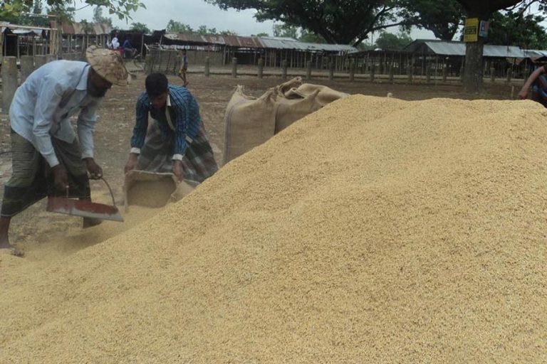 T-Amanの農家が米価格の下落に動揺