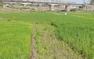 干上がった河床での農作物はRangpurの貧困層に利益をもたらす