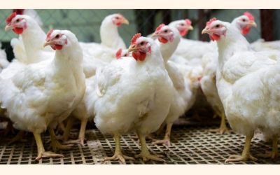 家禽肉生産におけるバイオセキュリティステップを促進するための専門家