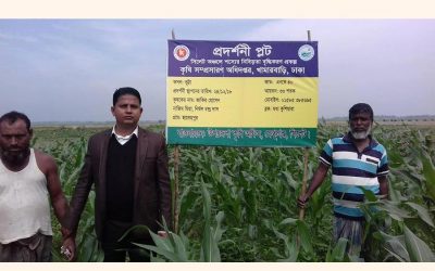 Sylhetでのトウモロコシ栽培を選ぶ農民