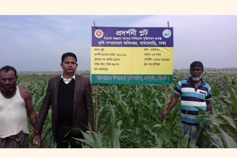 Sylhetでのトウモロコシ栽培を選ぶ農民