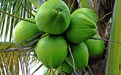 タンガイル地方でのココナッツ栽培