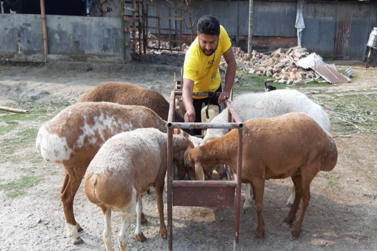 Bagerhatの若者は羊農場からの高いリターンを期待しています