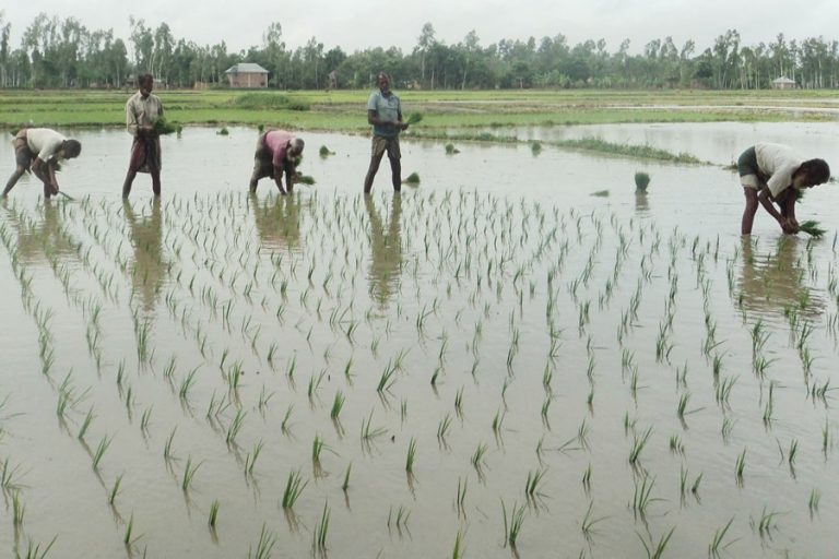 Gopalganjの農民は豊富なBoro生産を期待している