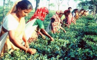 茶葉を摘採することは女性農場労働者の間で自立をもたらす
