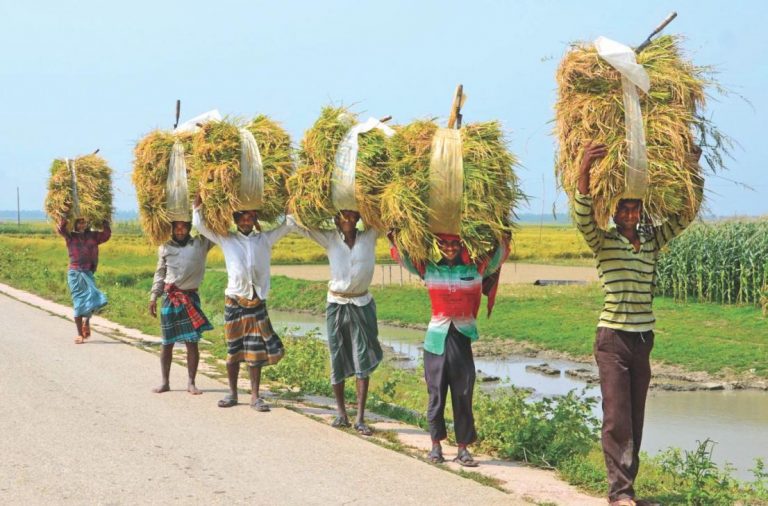 ボロ米の収穫始まる
