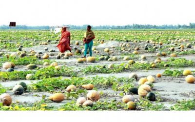 Rangpur charの人々はカボチャを栽培することによってソルベンシーを達成