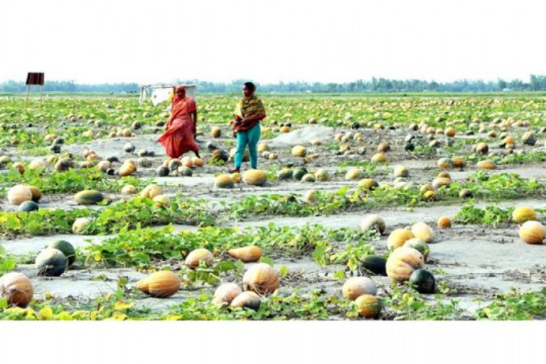Rangpur charの人々はカボチャを栽培することによってソルベンシーを達成