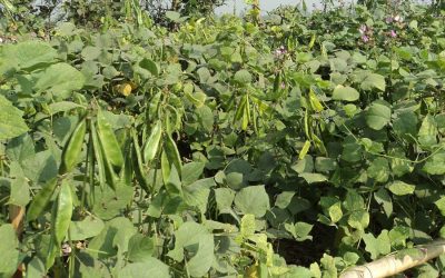 Boguraで広がるオフシーズンの豆の栽培