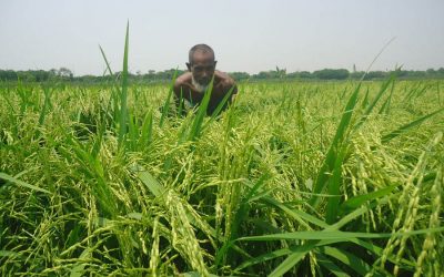 今季より多くの土地で芳香米を栽培しているMagura農家