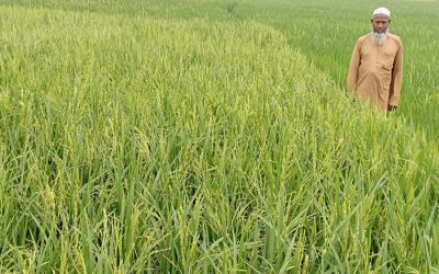 5つのRangpur地区で可能性が高いよいBoroの収穫
