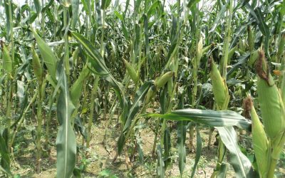 ボグラ地区でトウモロコシ農業が目標を上回る