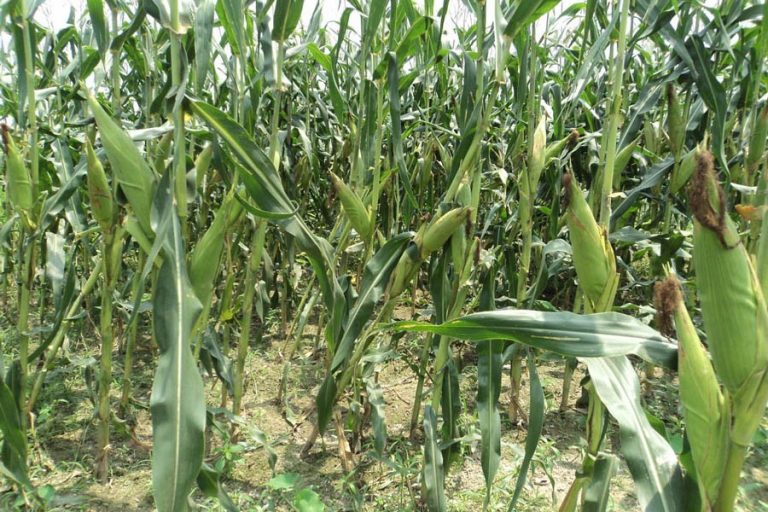 ボグラ地区でトウモロコシ農業が目標を上回る