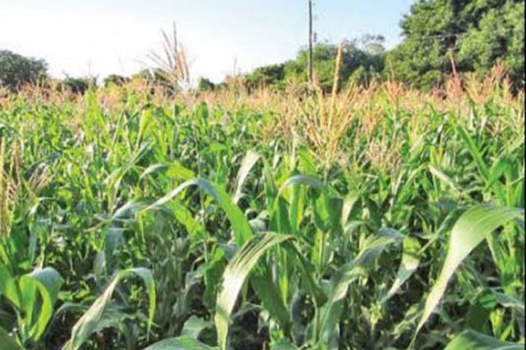 Rajshahiの増加に伴うトウモロコシ農業
