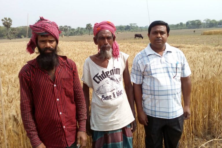 Gopalganjの農民は良いBARIの小麦-30の出力を見ます