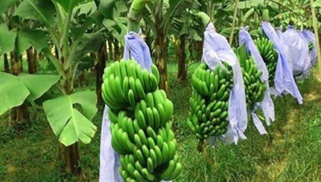 笑顔をもたらすバナナ栽培