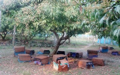 養蜂家は200のライチ果樹園から12トン以上の蜂蜜を集めます