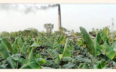 れんが造りの窯の排出物は水田、バナナ畑に被害を与える