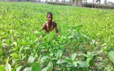 Rangpur、Manikganj農家は良いジュート生産量に楽観的