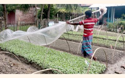 Rajshahi保育園の所有者は冬野菜用の苗床の準備に忙しい