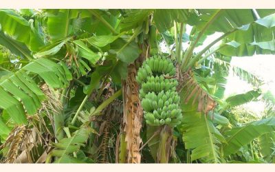 多くのタンガイル農家が商業用バナナ栽培を通じて溶剤になる