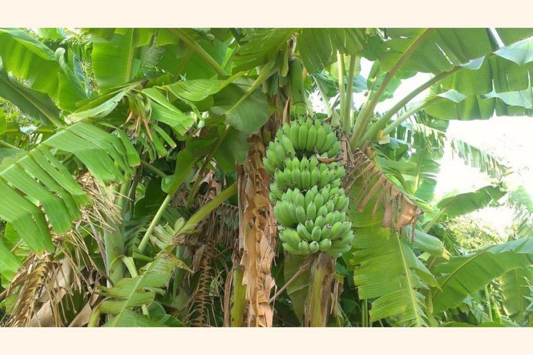 多くのタンガイル農家が商業用バナナ栽培を通じて溶剤になる