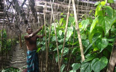 Gopalganj betelの葉の農家は政府の後援が必要です