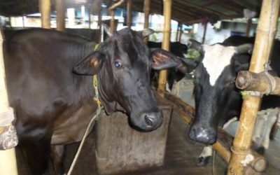 専門家たちは、牛の肥育にステロイドを使わないように頼んでいる。