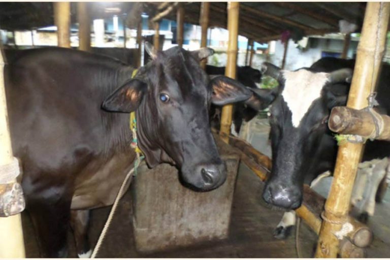 専門家たちは、牛の肥育にステロイドを使わないように頼んでいる。