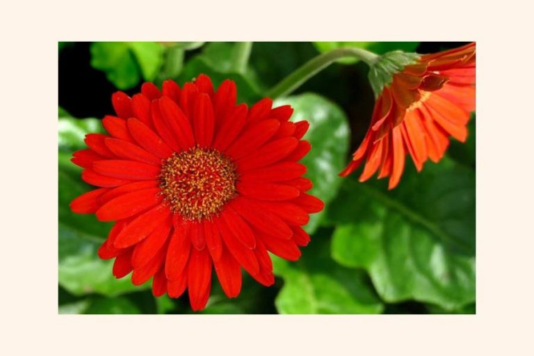 ラジシャヒのガーベラの花は組織培養で成長しました