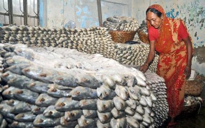 ChandpurのHilsa glutは、南部地区の価格を引き下げる