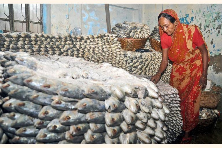 ChandpurのHilsa glutは、南部地区の価格を引き下げる