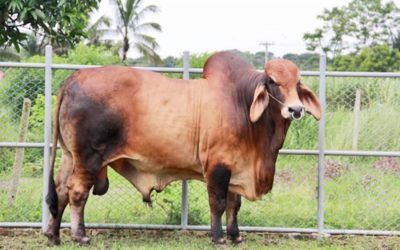 GMEアグロのブラハマン、ブランガス牛は市場で入手可能