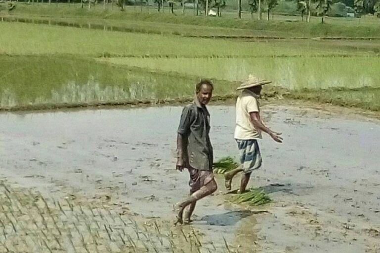シレット地区のT-Aman農家が水田の苗の再植付けを完了