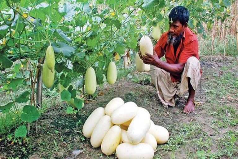 クミラ農家は無農薬野菜を生産しています