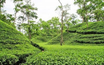 茶の生産量は90百万kgに達する可能性があり、おそらく今年の最高収量